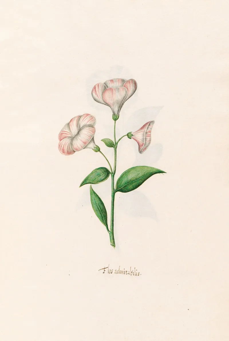 Flos Admirabilis 2 Wall Art by Magdelena Rosina Funck - High-Resolution Digital Print