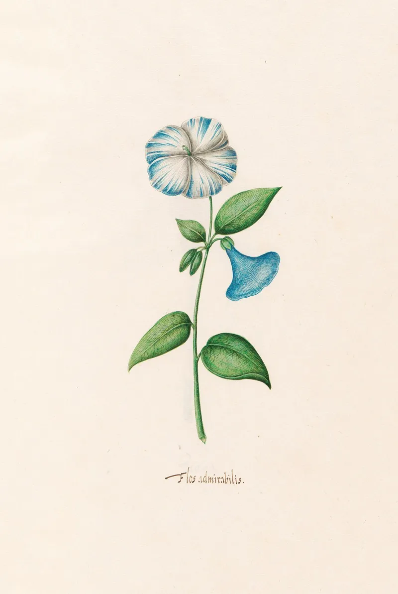 Flos Admirabilis Wall Art by Magdelena Rosina Funck - High-Resolution Digital Print