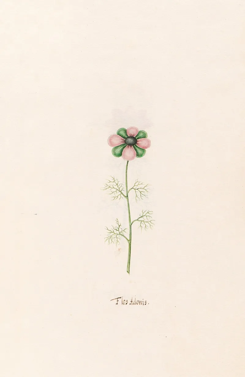 Flos Adonis 2 Wall Art by Magdelena Rosina Funck - High-Resolution Digital Print