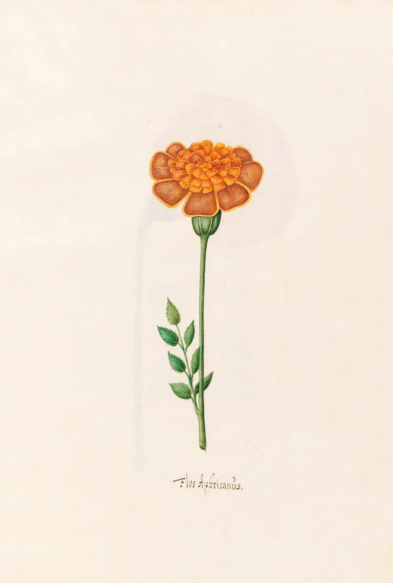 Flos Aphricanus 2 Wall Art by Magdelena Rosina Funck - High-Resolution Digital Print