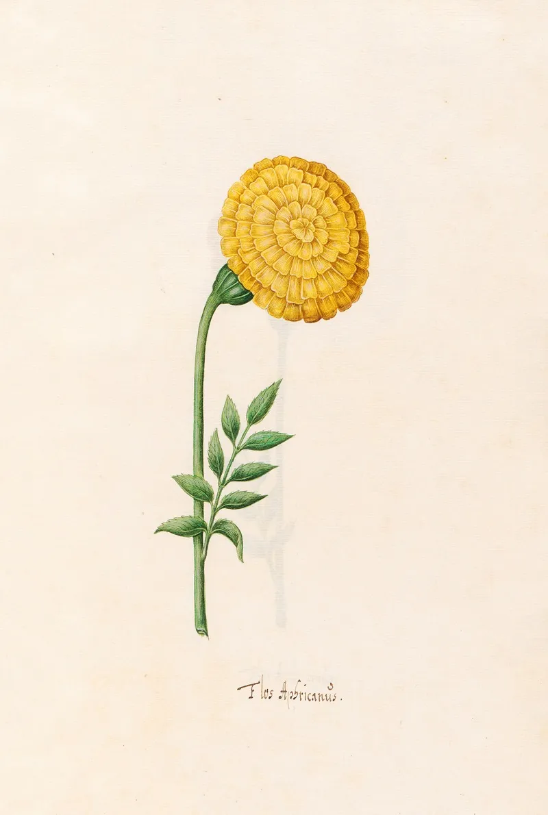Flos Aphricanus 3 Wall Art by Magdelena Rosina Funck - High-Resolution Digital Print