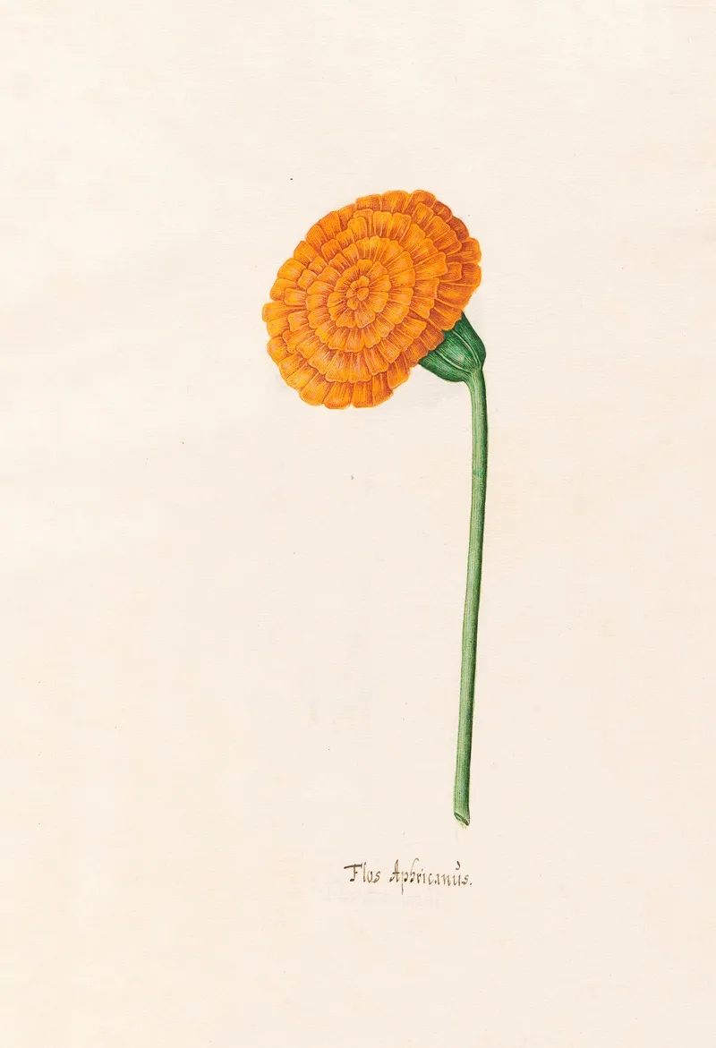 Flos Aphricanus 4 Wall Art by Magdelena Rosina Funck - High-Resolution Digital Print
