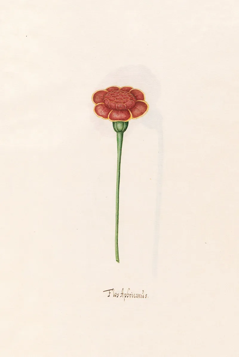 Flos Aphricanus 5 Wall Art by Magdelena Rosina Funck - High-Resolution Digital Print