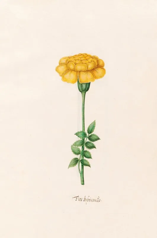 Flos Aphricanus 6 Wall Art by Magdelena Rosina Funck - High-Resolution Digital Print
