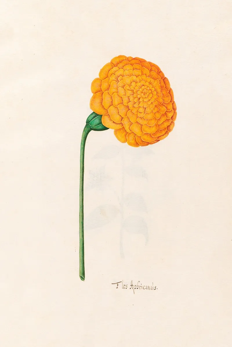 Flos Aphricanus Wall Art by Magdelena Rosina Funck - High-Resolution Digital Print