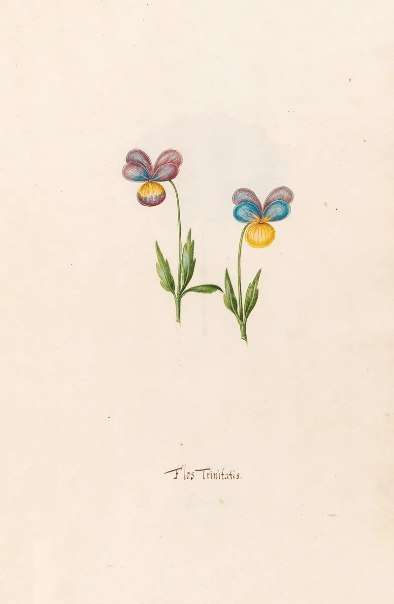 Flos Trinitatis Wall Art by Magdelena Rosina Funck - High-Resolution Digital Print
