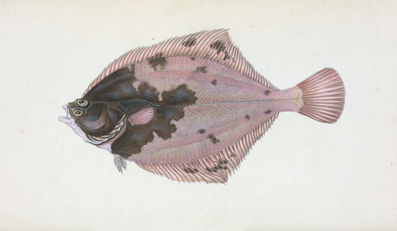 Flounder Pleuronectes Flessus Wall Art by Edward Donovan - High-Resolution Digital Print
