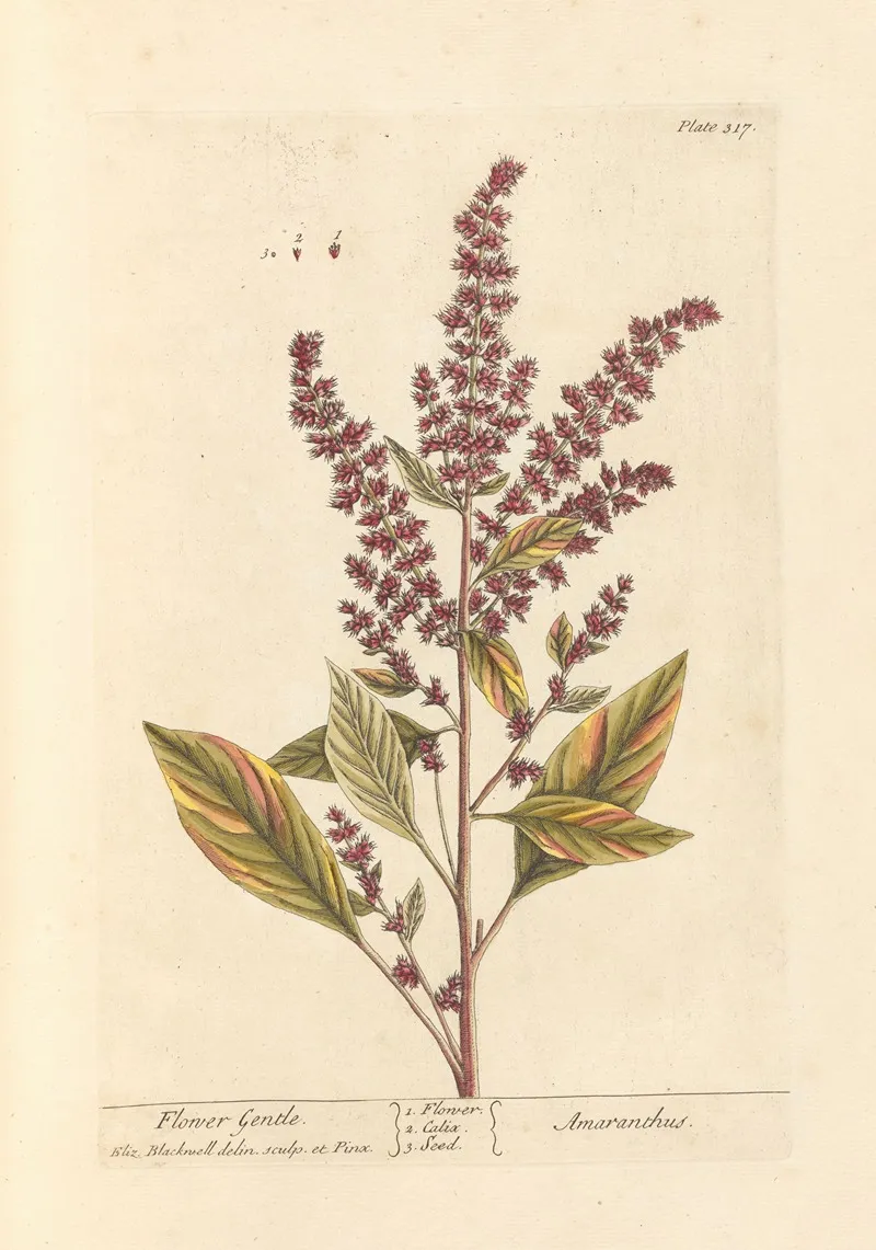 Flower Gentle Wall Art by Elizabeth Blackwell - High-Resolution Digital Print