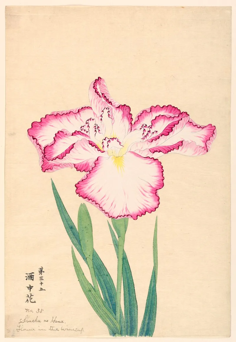 Flower In The Wine Cup Shuchu No Hana