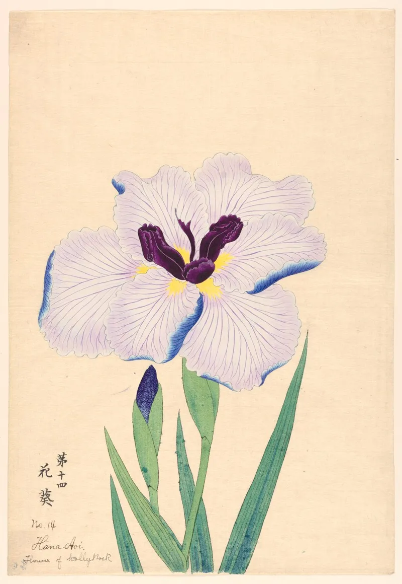 Flower Of Hollyhock Hana Aoi
