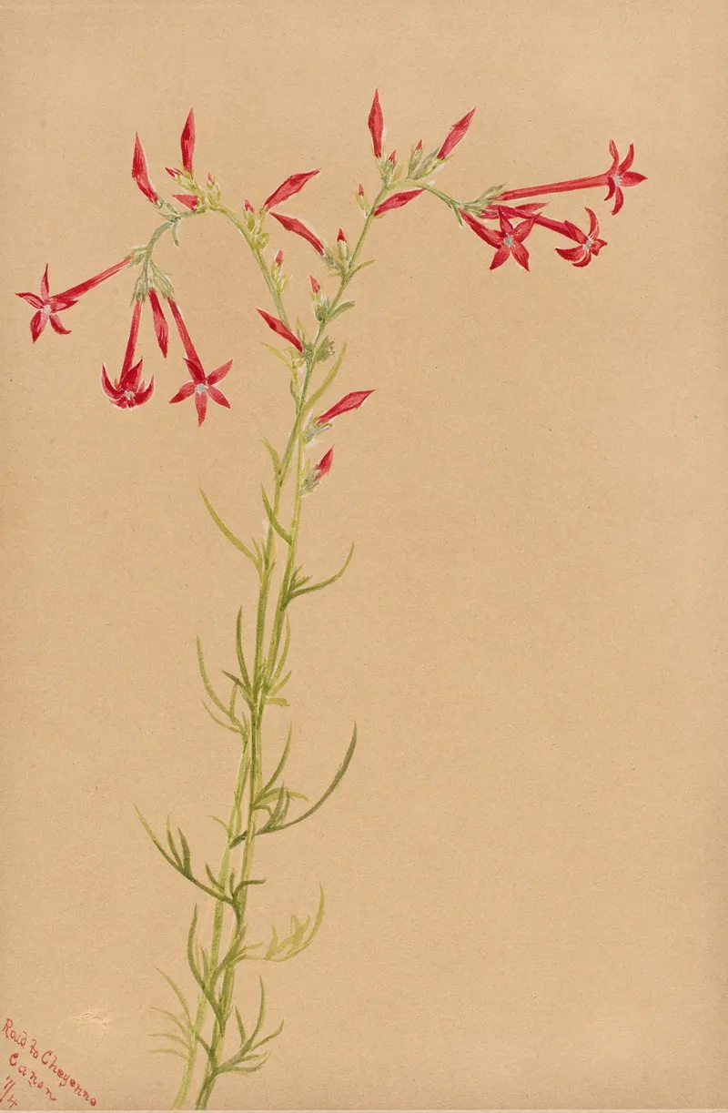 Flower Study 11