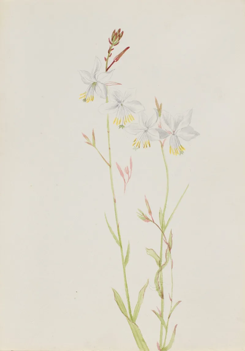 Flower Study 13