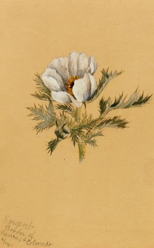 Flower Study 15