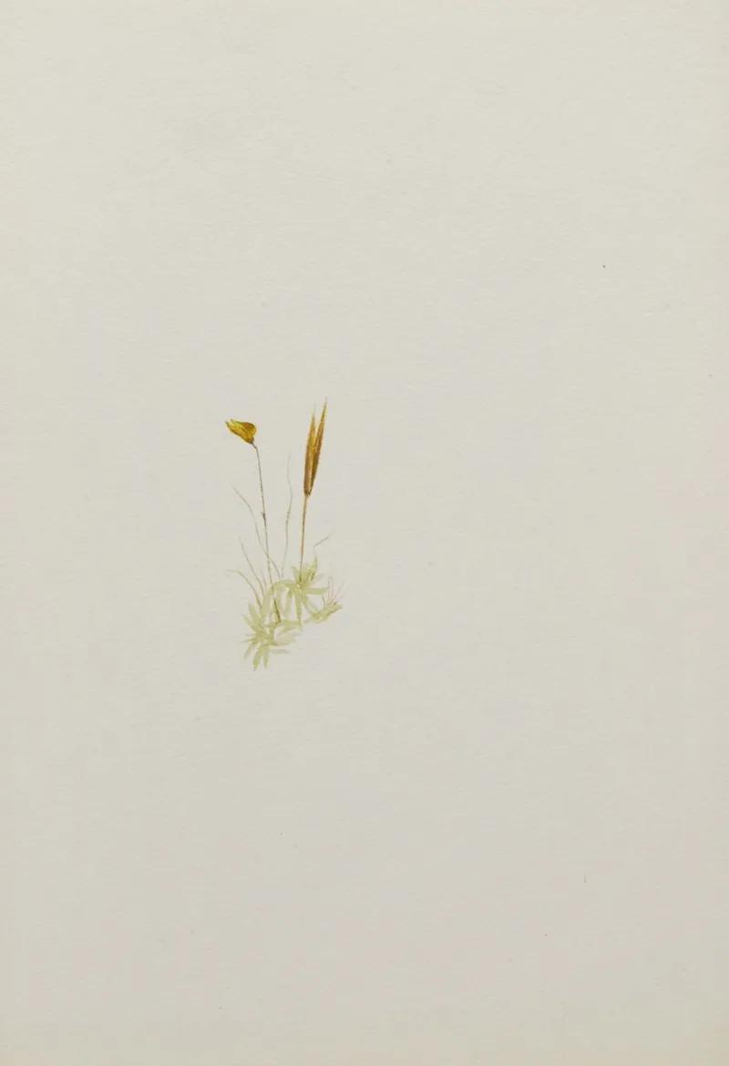 Flower Study 16