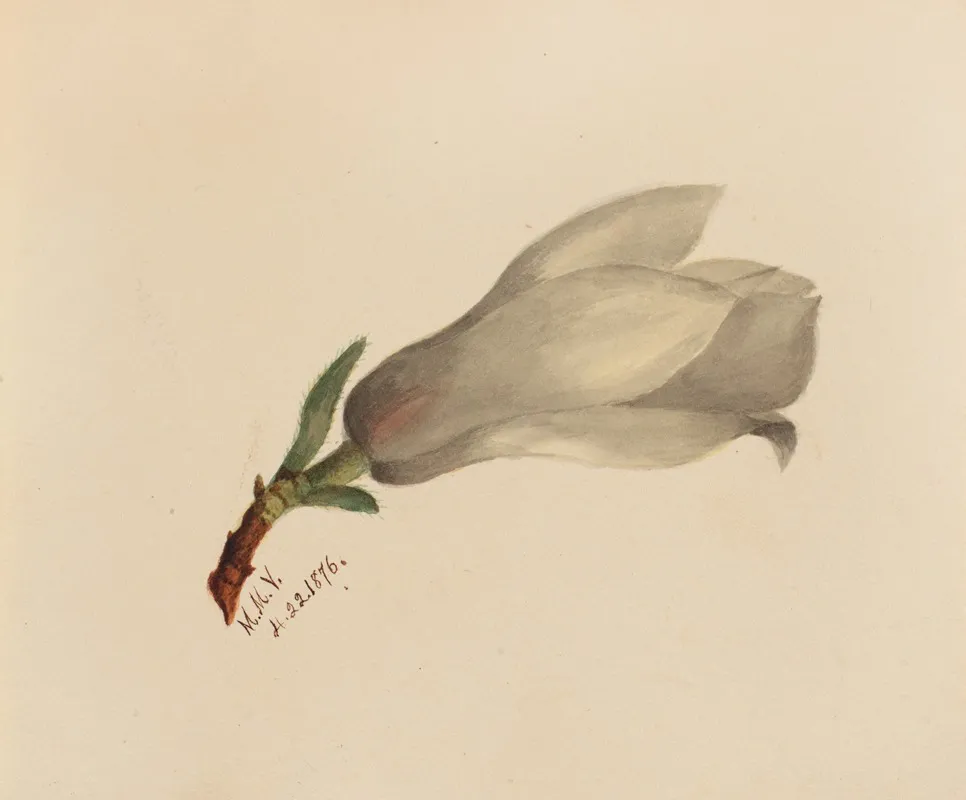 Flower Study 17
