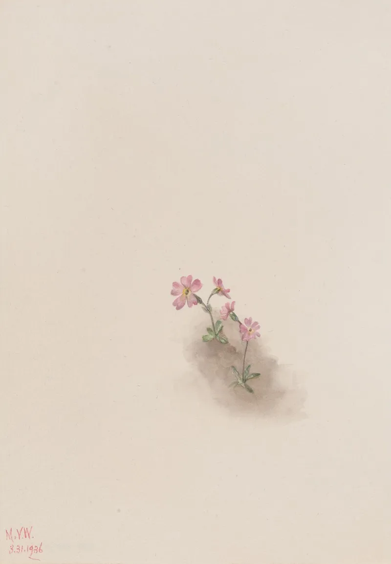Flower Study 23