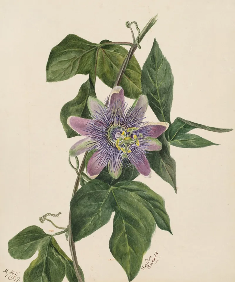 Flower Study 30