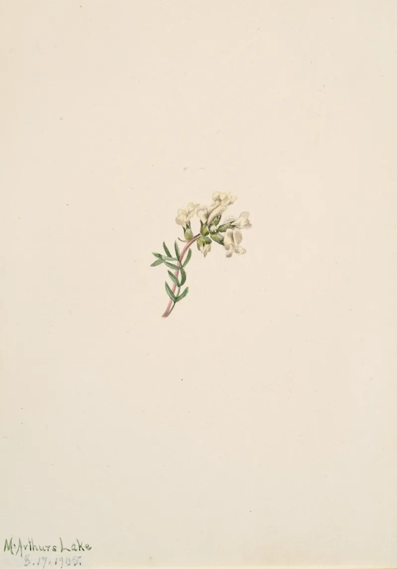 Flower Study 32