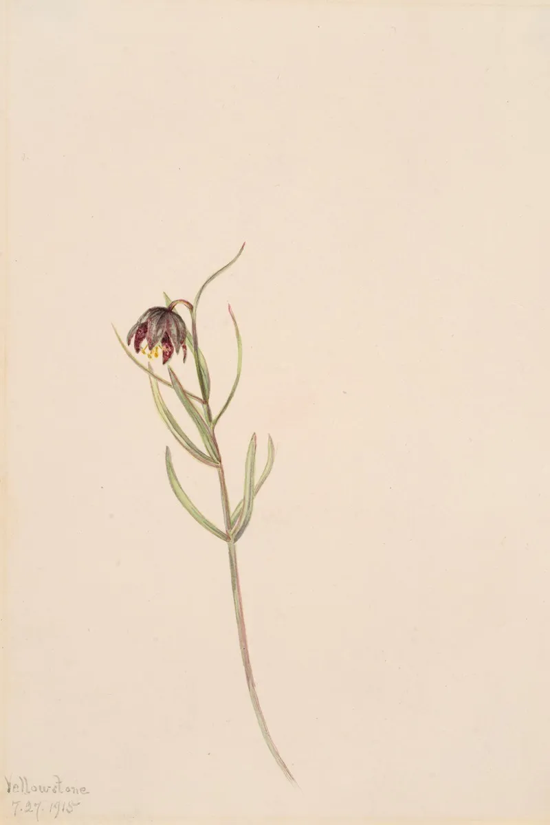 Flower Study 33