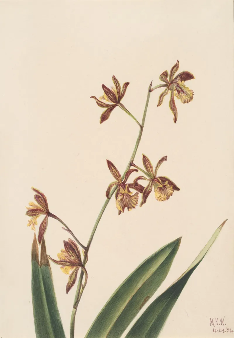 Flower Study 35