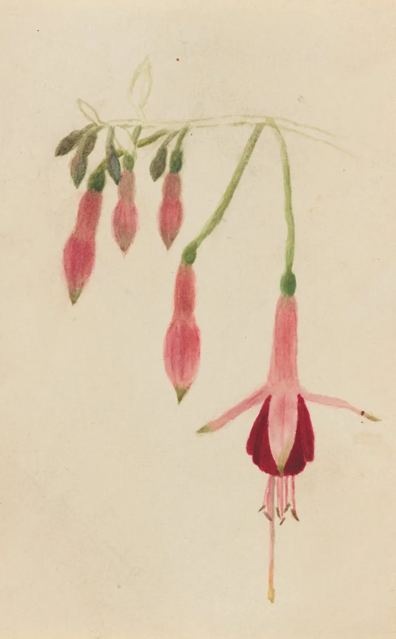 Flower Study 38
