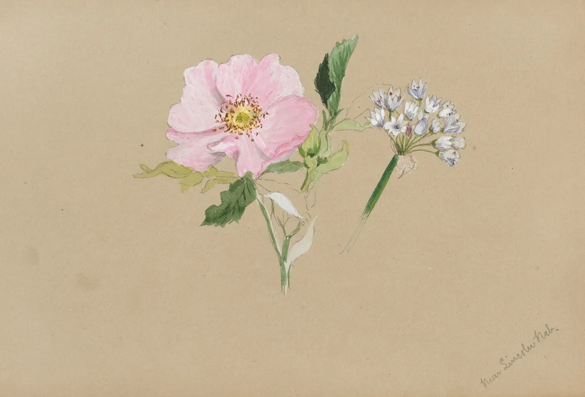 Flower Study 39