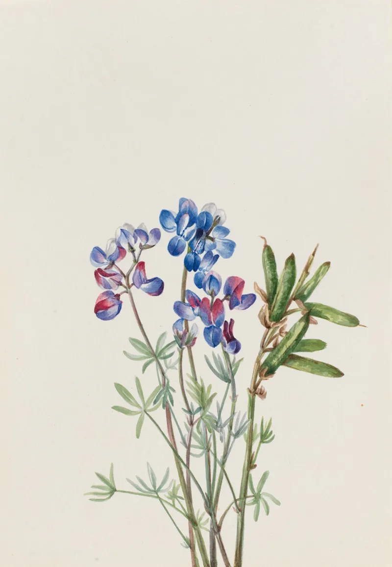 Flower Study 41