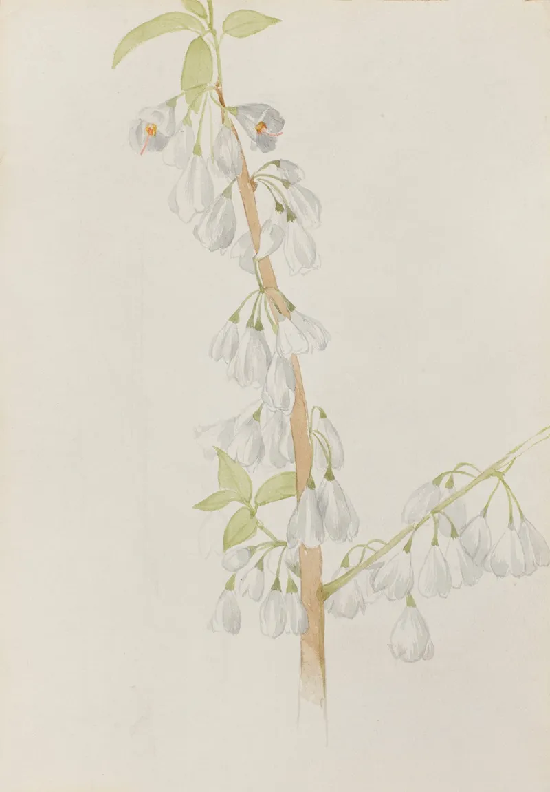 Flower Study 8