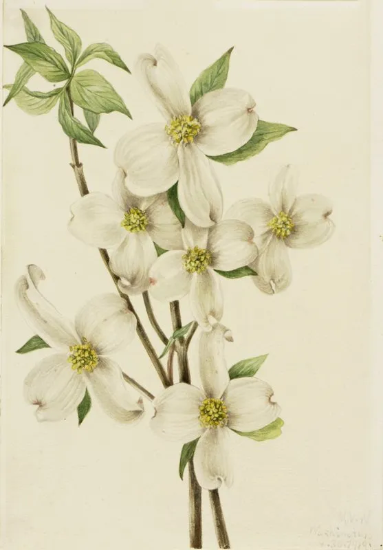 Flowering Dogwood Cornus Florida