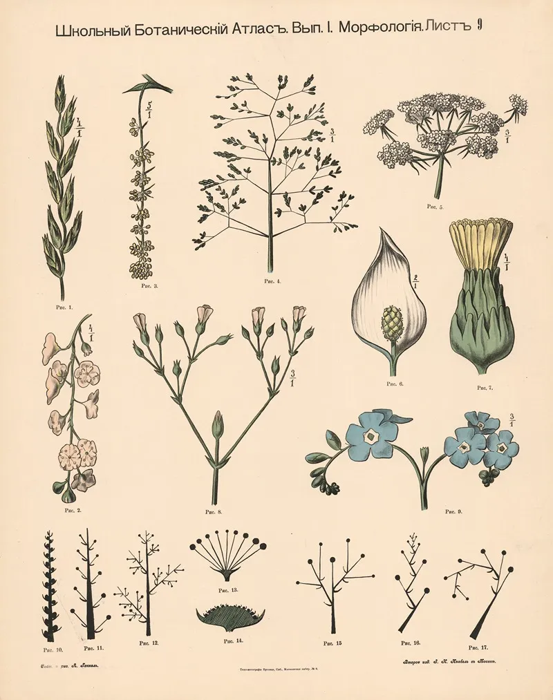 Flowers 52 Wall Art by Alexander-Paul Henckel - High-Resolution Digital Print