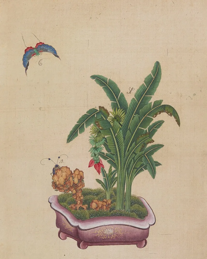 Flowers Birds And Insects Pl 19 Wall Art by Anonymous - High-Resolution Digital Print