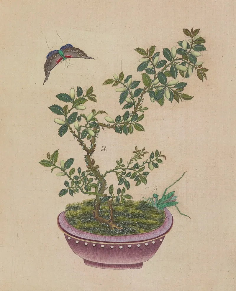Flowers Birds And Insects Pl 27 Wall Art by Anonymous - High-Resolution Digital Print