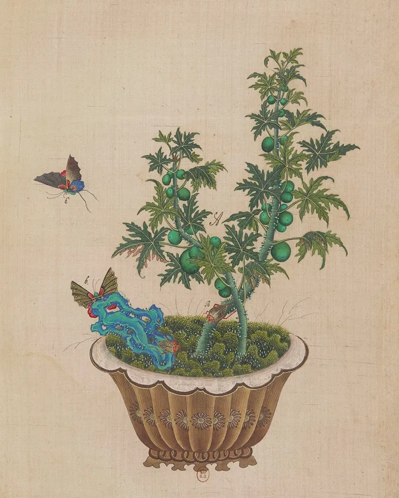 Flowers Birds And Insects Pl 45 Wall Art by Anonymous - High-Resolution Digital Print