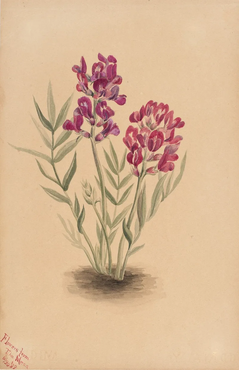 Flowers From The Mesa