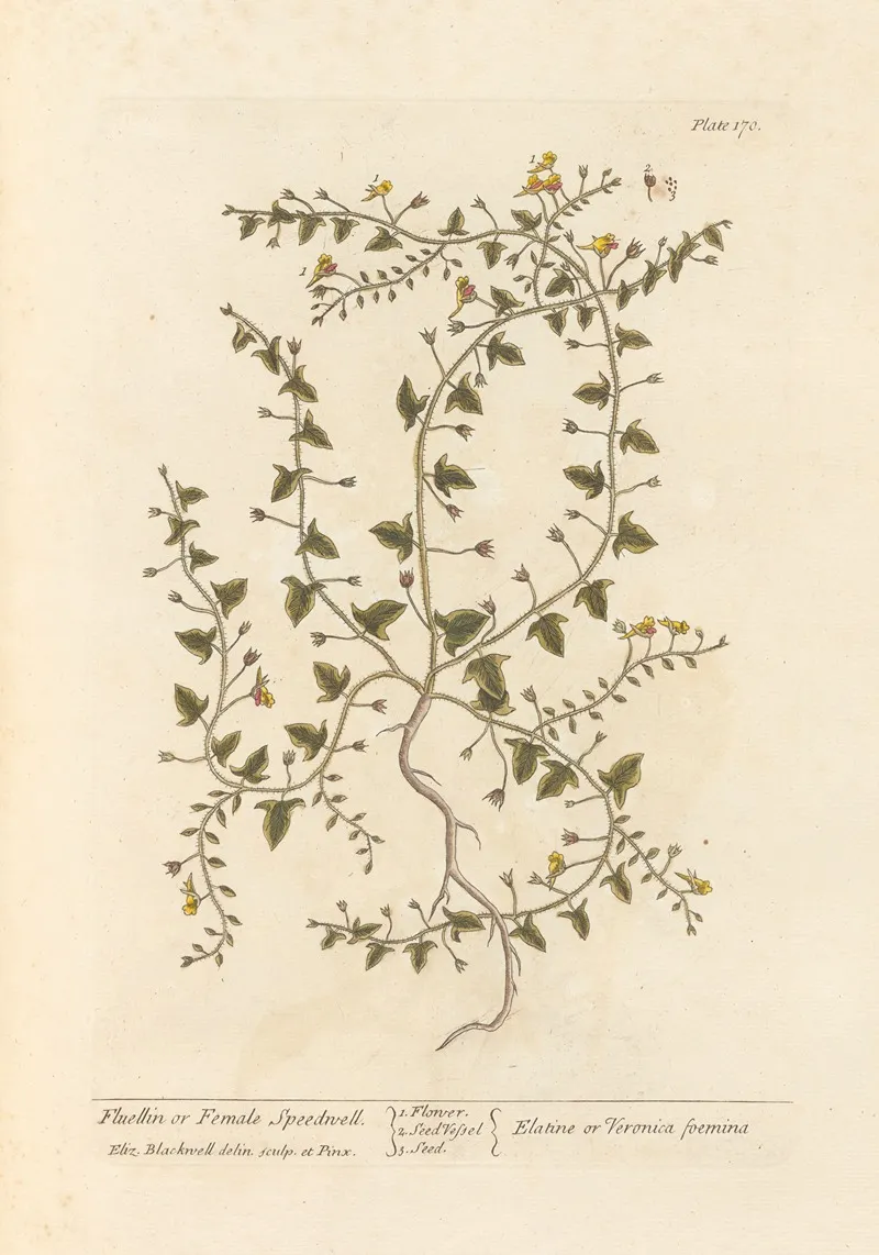 Fluellin Or Female Speedwell Wall Art by Elizabeth Blackwell - High-Resolution Digital Print