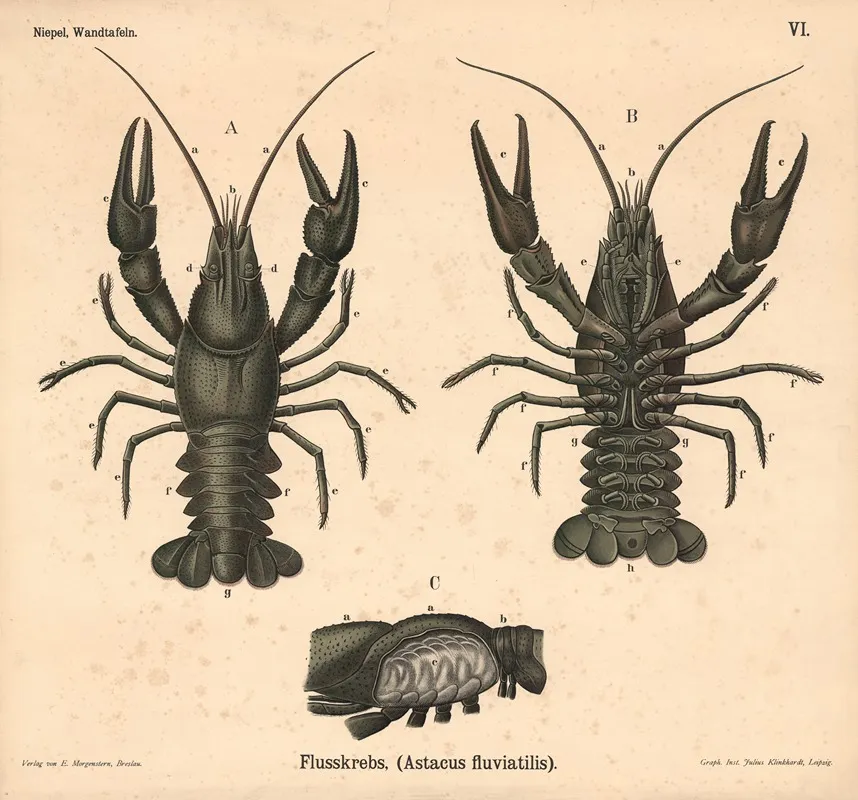 Flusskrebs Astacus Fluviatilis 2 Wall Art by Julius Klinkhardt - High-Resolution Digital Print