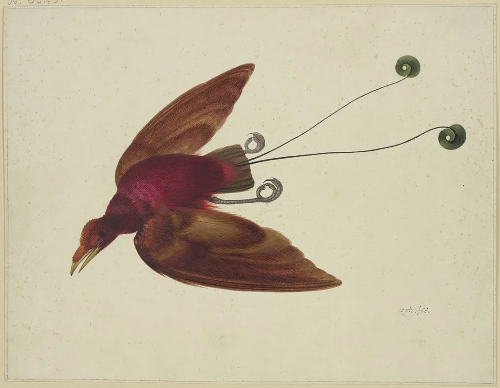 Flying Bird Of Paradise Wall Art by Herman Henstenburgh - High-Resolution Digital Print