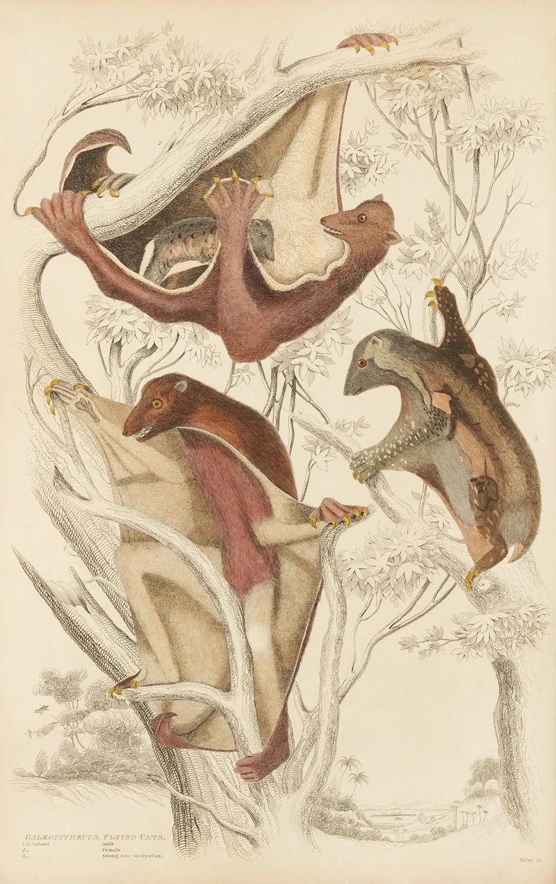 Flying Cats Wall Art by William MacGillivray - High-Resolution Digital Print