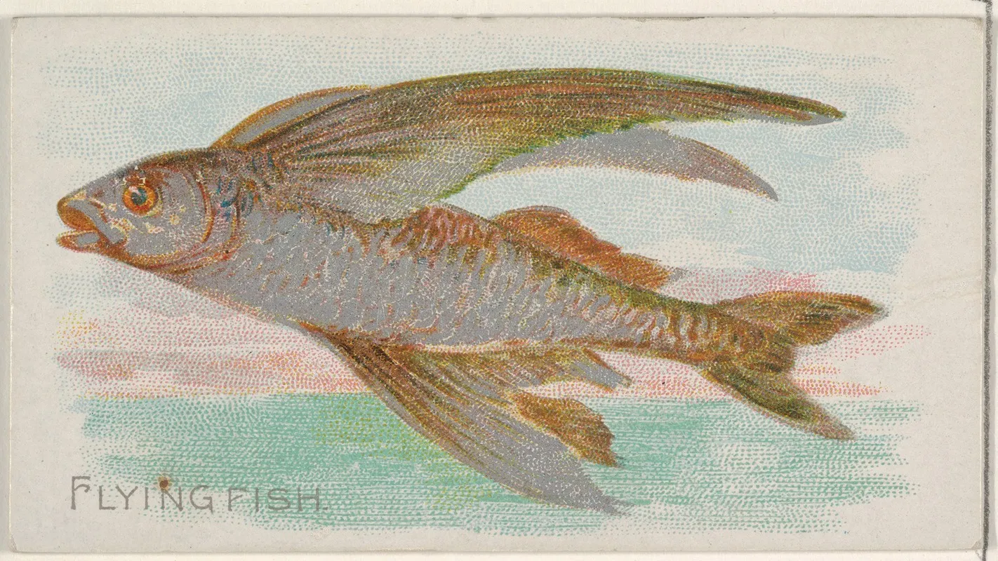 Flying Fish 3 Wall Art by Allen &amp; Ginter - High-Resolution Digital Print