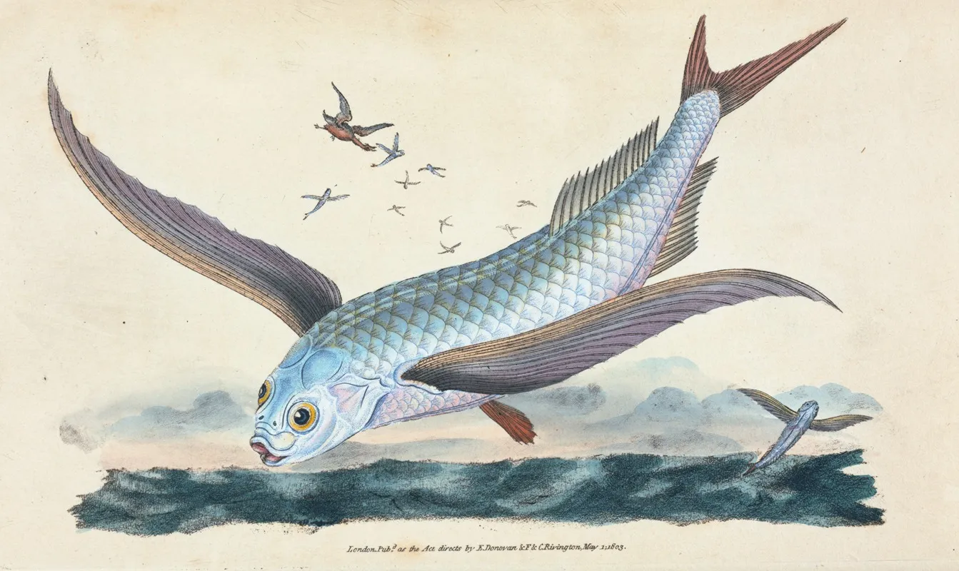 Flying Fish Exocoetus Volitans Wall Art by Edward Donovan - High-Resolution Digital Print