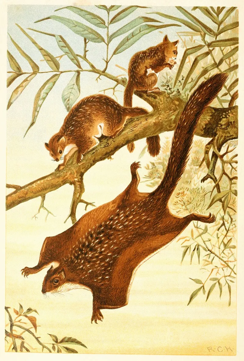 Flying Squirrel 2 Wall Art by Anonymous - High-Resolution Digital Print
