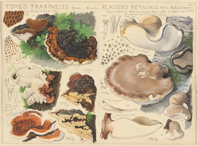 Fomes Fraxineus Placodes Betulinus Wall Art by Hans Walty - High-Resolution Digital Print
