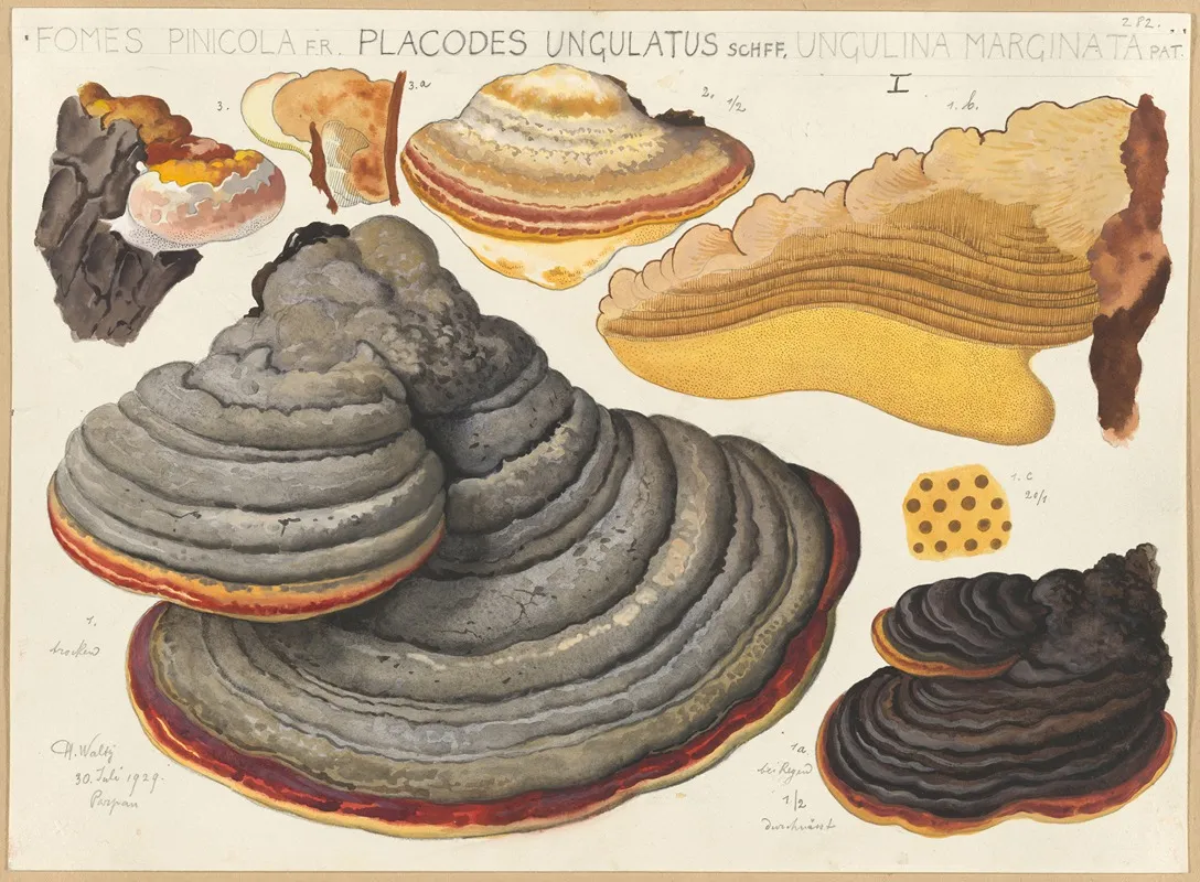 Fomes Pinicola F R Placodes Ungulatus Schff Ungulina Marginata Pat Wall Art by Hans Walty - High-Resolution Digital Print
