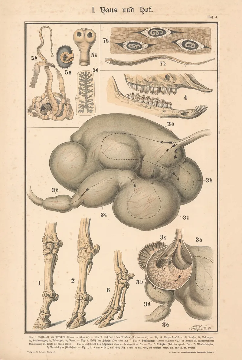 Foot Skeleton Of A Horse Cow And Pig Stomach Of A Cow Teeth Of A Sheeptapeworm Trichinella