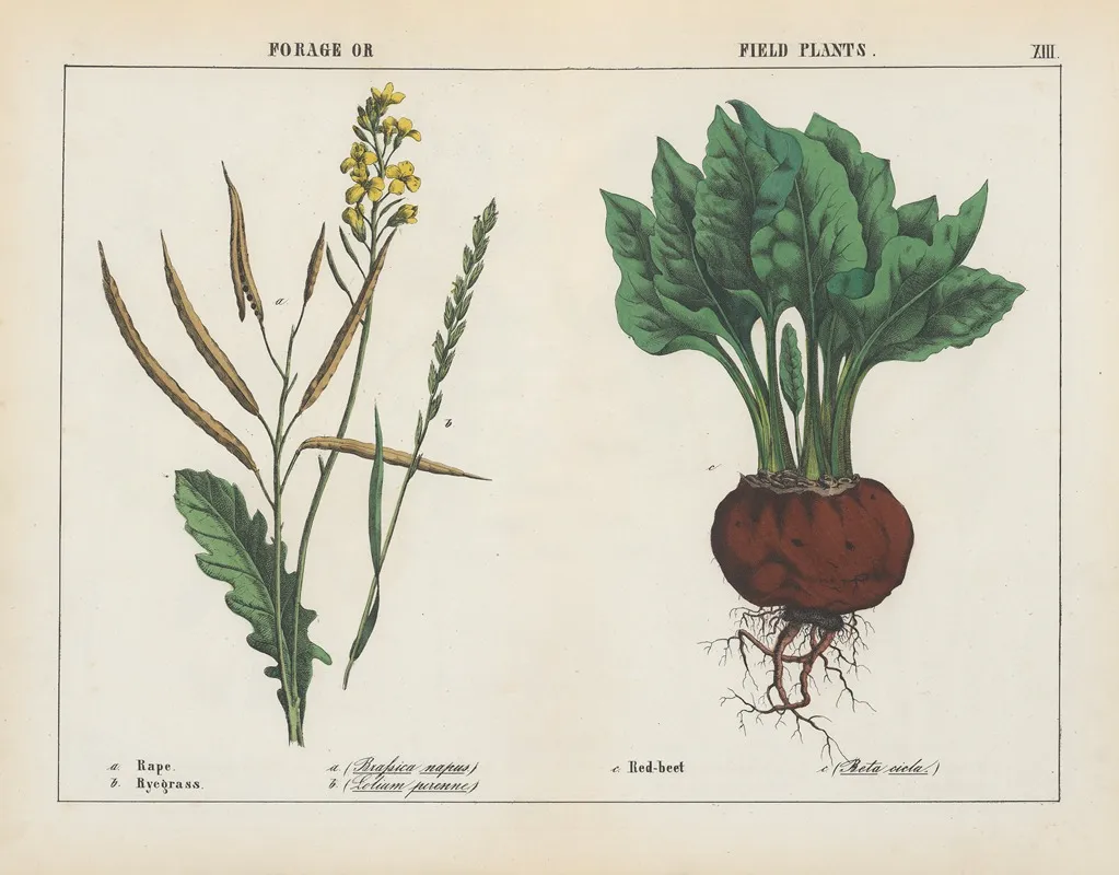 Forage Or Field Plants Rape Ryegrass Red Beet Wall Art by Charlotte Mary Yonge - High-Resolution Digital Print