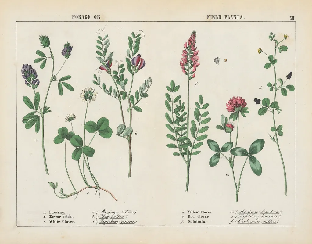 Forage Or Field Plants Wall Art by Charlotte Mary Yonge - High-Resolution Digital Print