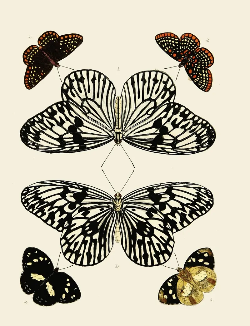 Illustration