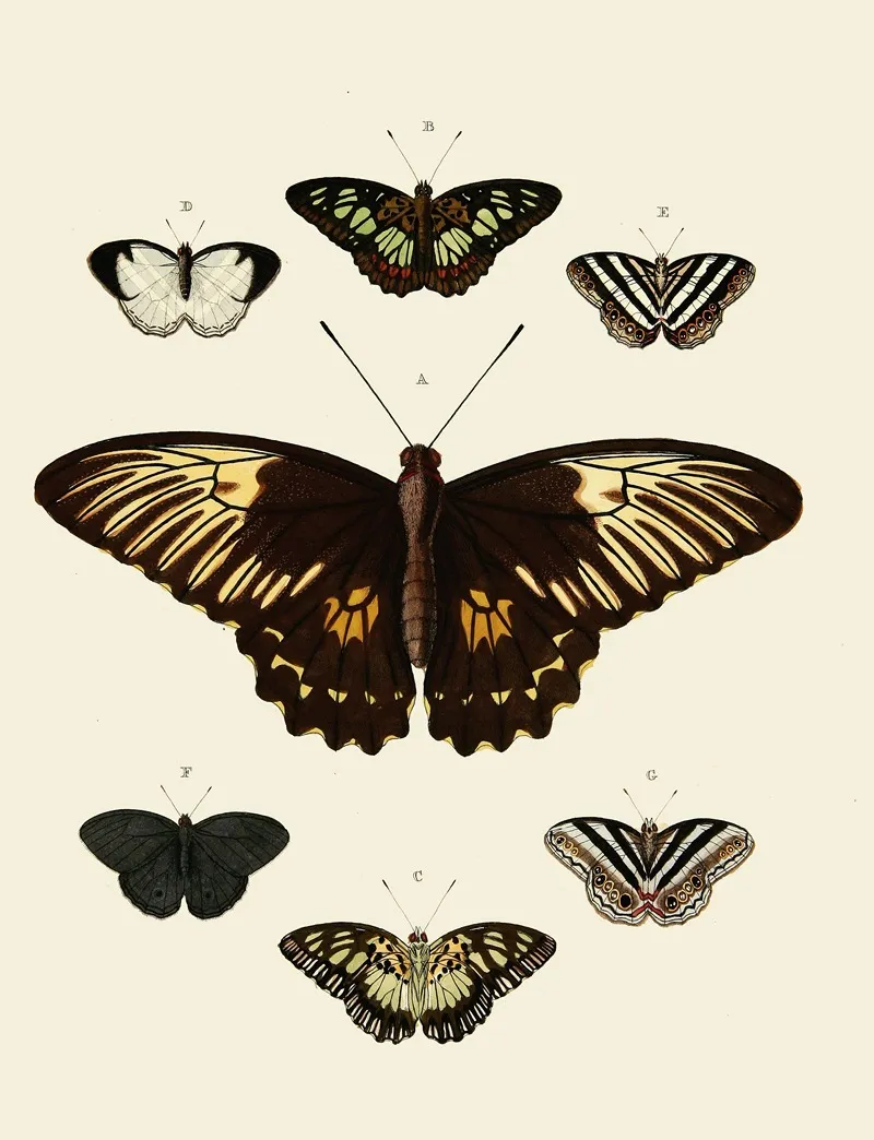 Foreign Butterflies Occurring In The Three Continents Asia Africa And America Pl 002 Wall Art by Pieter Cramer - High-Resolution Digital Print
