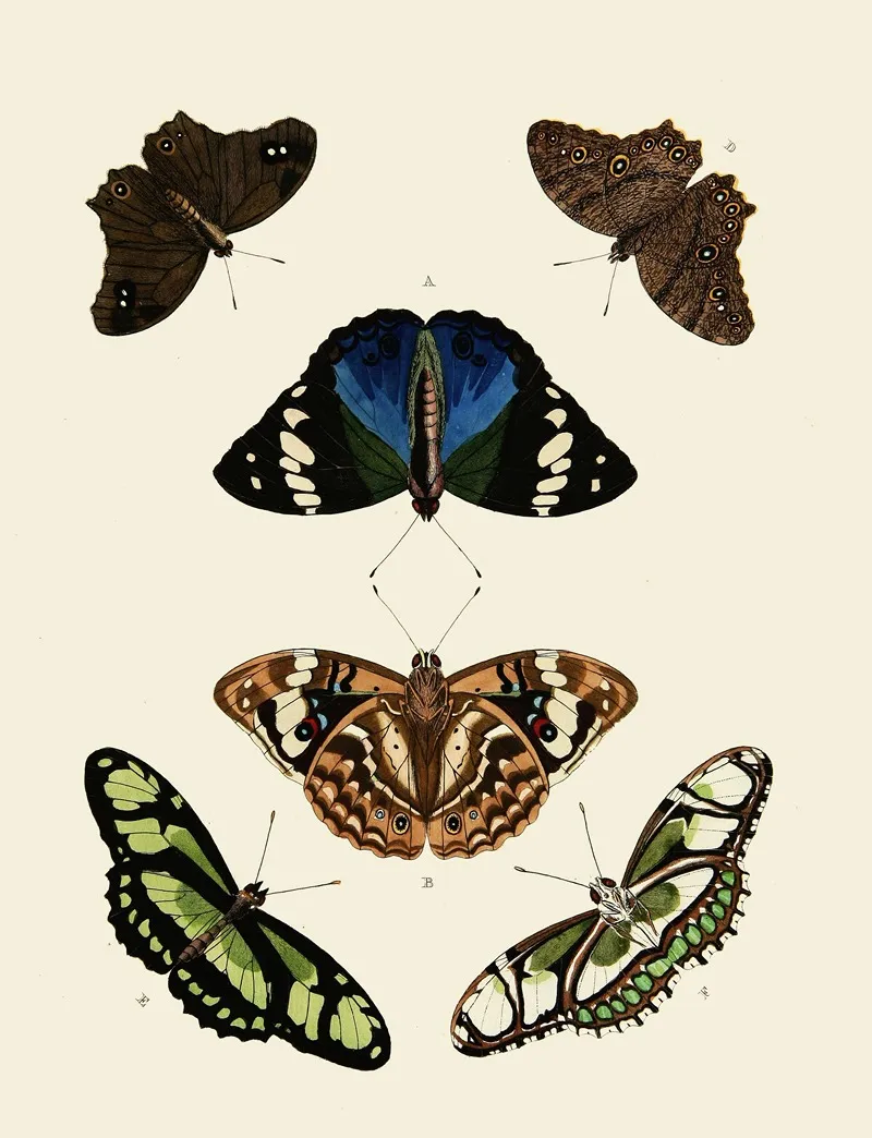 Foreign Butterflies Occurring In The Three Continents Asia Africa And America Pl 004 Wall Art by Pieter Cramer - High-Resolution Digital Print