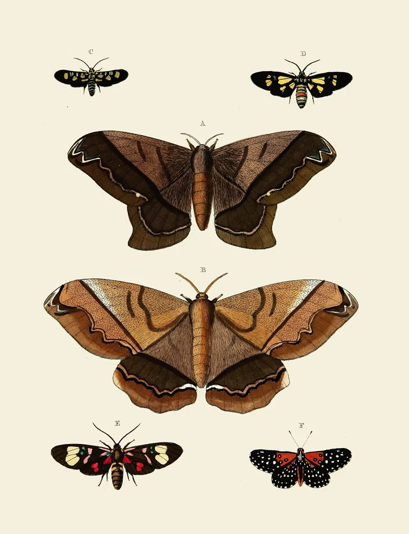 Foreign Butterflies Occurring In The Three Continents Asia Africa And America Pl 005 Wall Art by Pieter Cramer - High-Resolution Digital Print